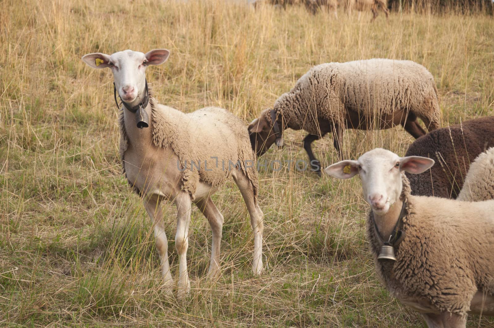 White Sheep with Ear Chips naturally in sync in a field in Switzerland