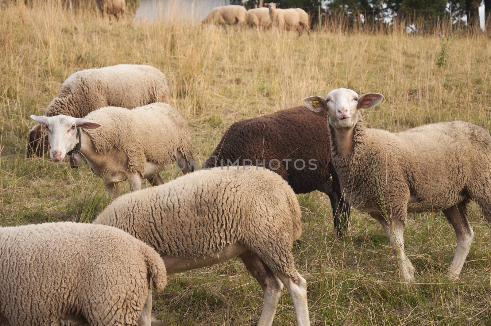 White Sheep and Brown Sheep with Ear Chips feeding in a field in Switzerland at Sunset