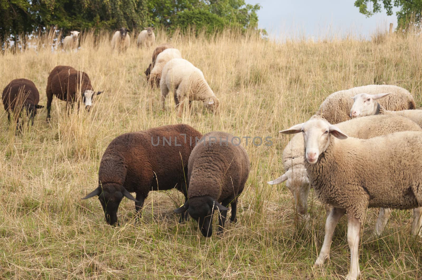 White Sheep and Brown Sheep grazing in a field in Switzerland by kdreams02