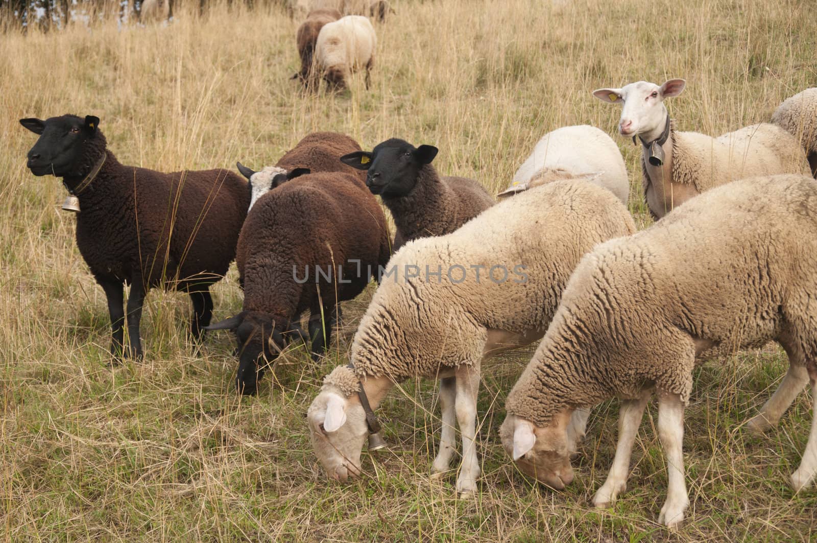Brown Sheep and White Sheep with Ear Chips grazing in a field in Switzerland by kdreams02