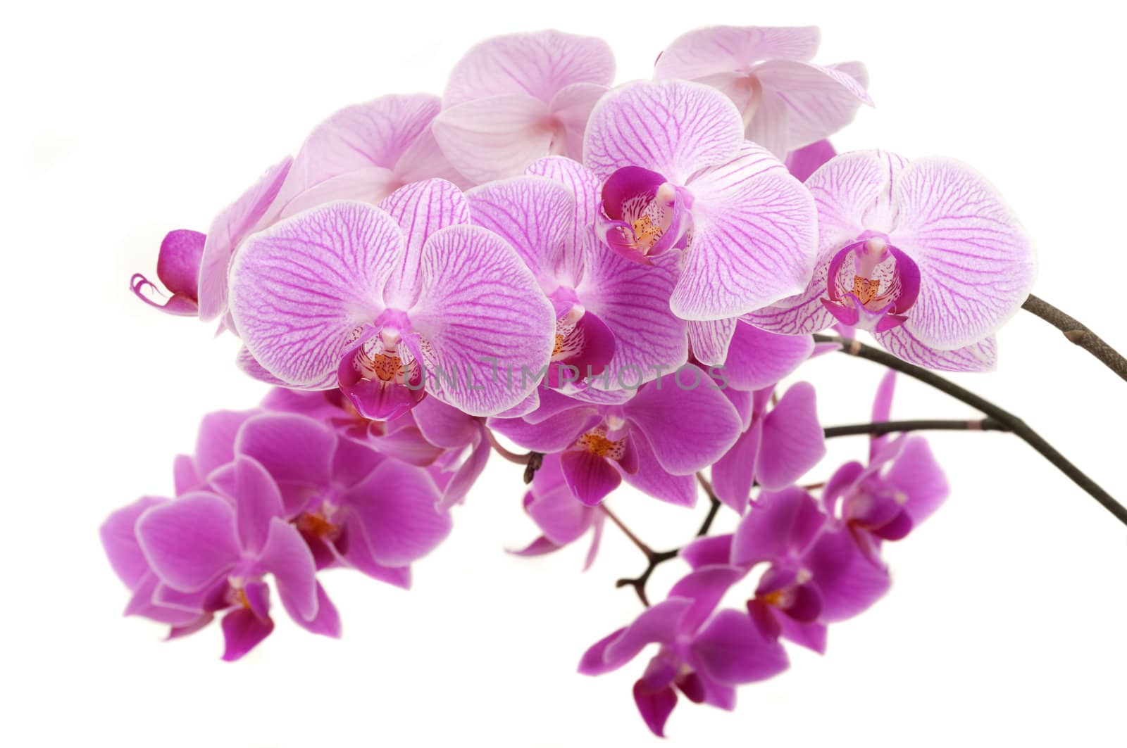 Beautiful orchids