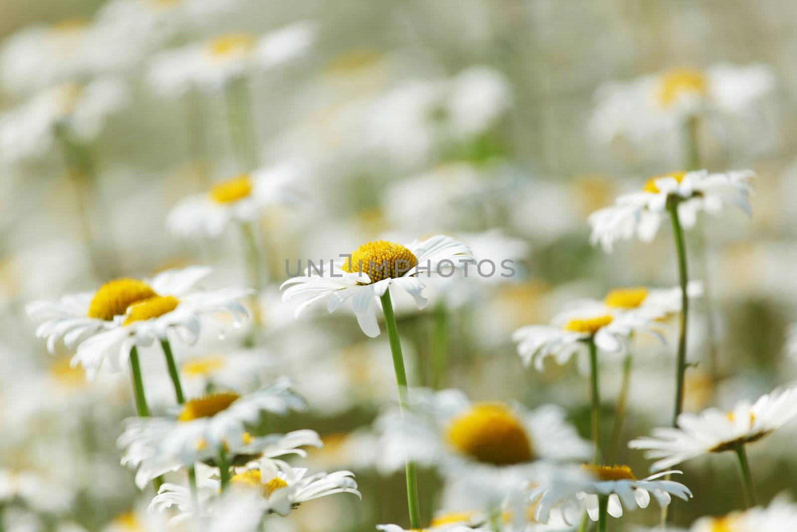 camomiles summer field