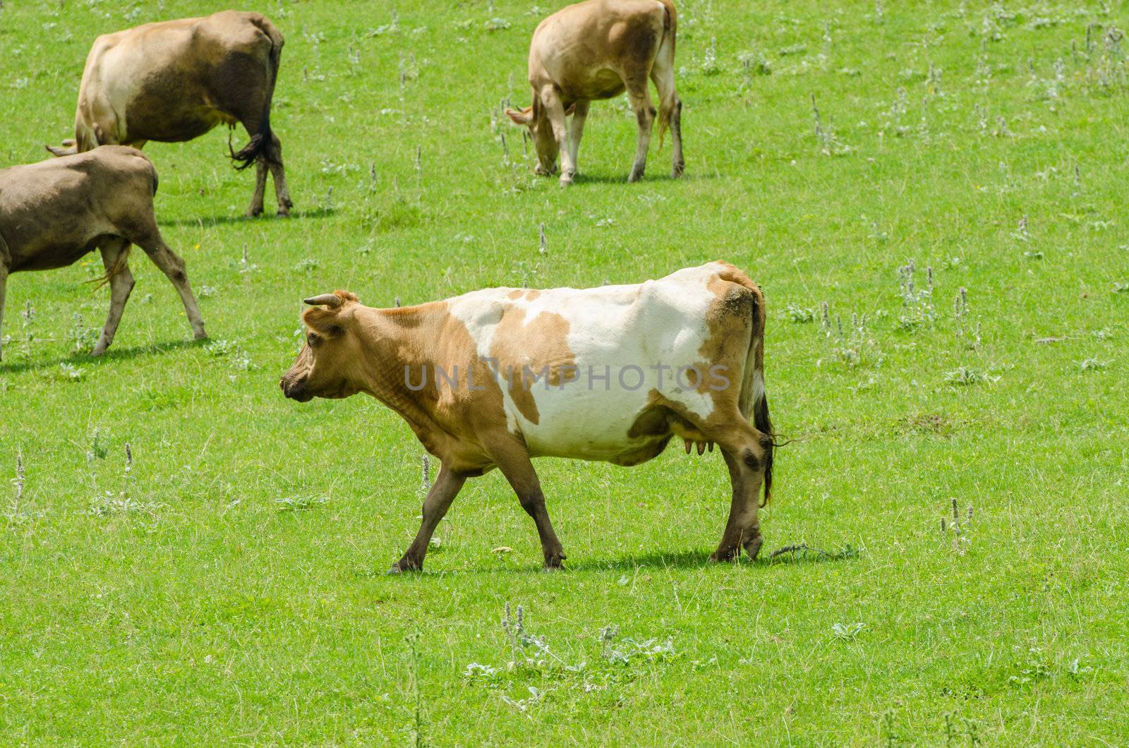 Cows grazing on the green field by Elnur