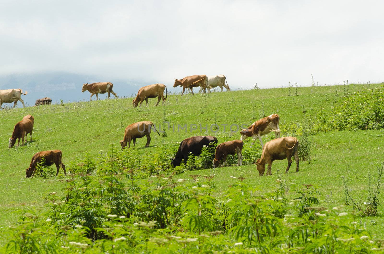 Cows grazing on the green field