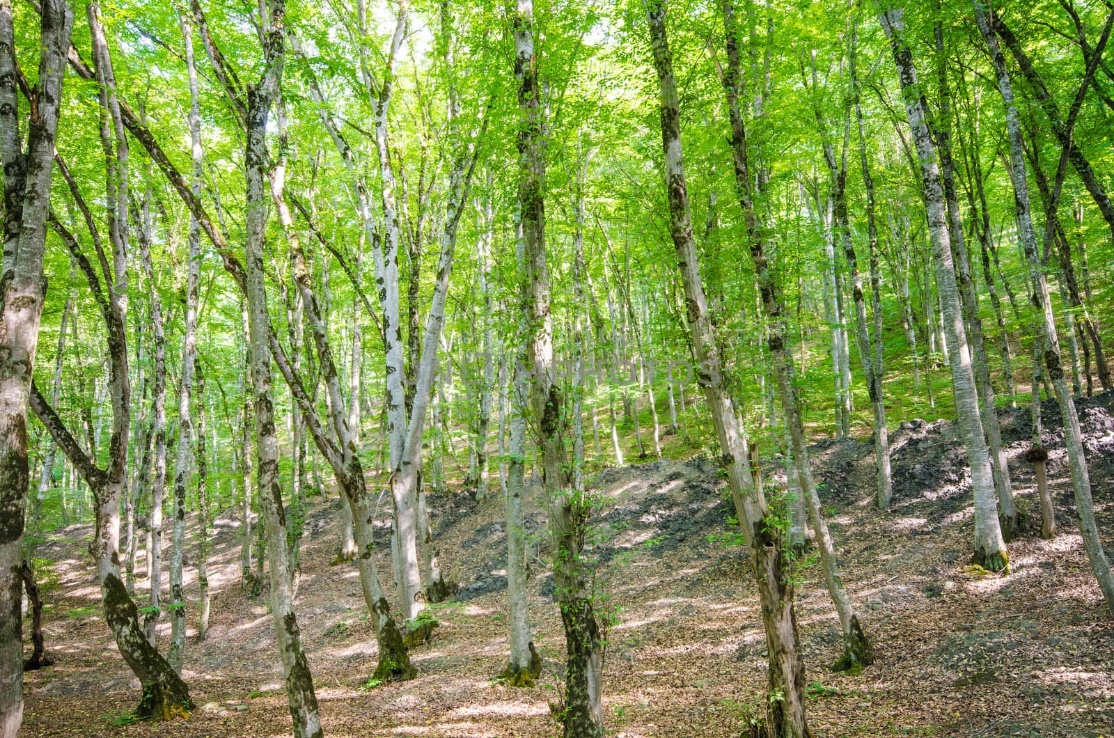 Green forest in bright summer day