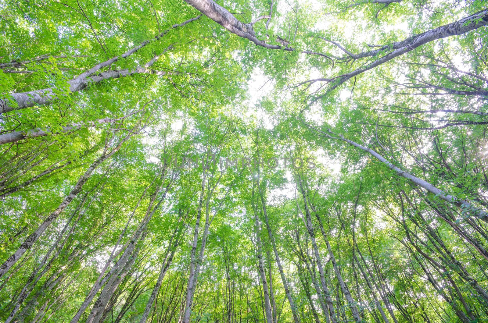 Green forest in bright summer day