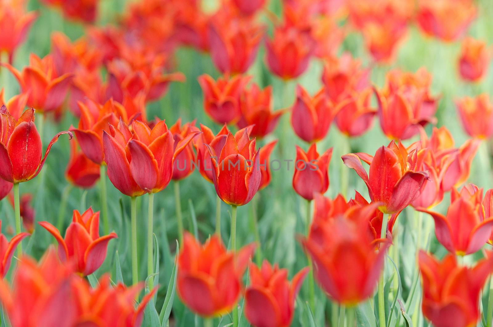 Flowers tulips in the garden by Elnur