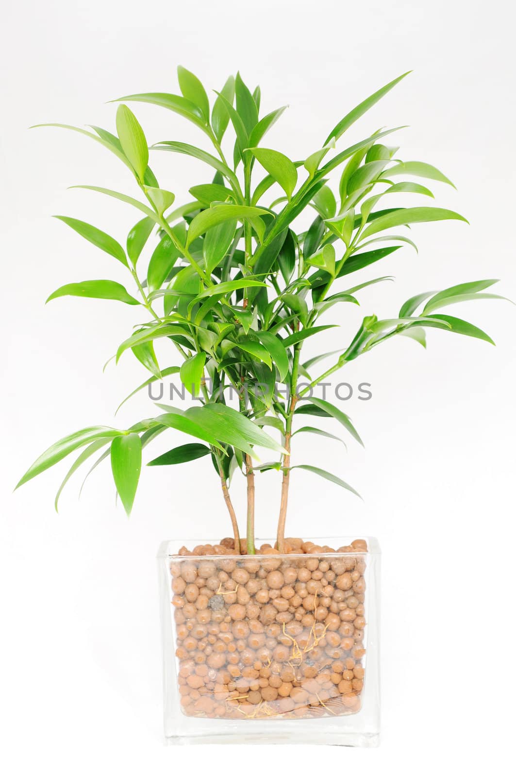 Green plant of bamboo in a glass container