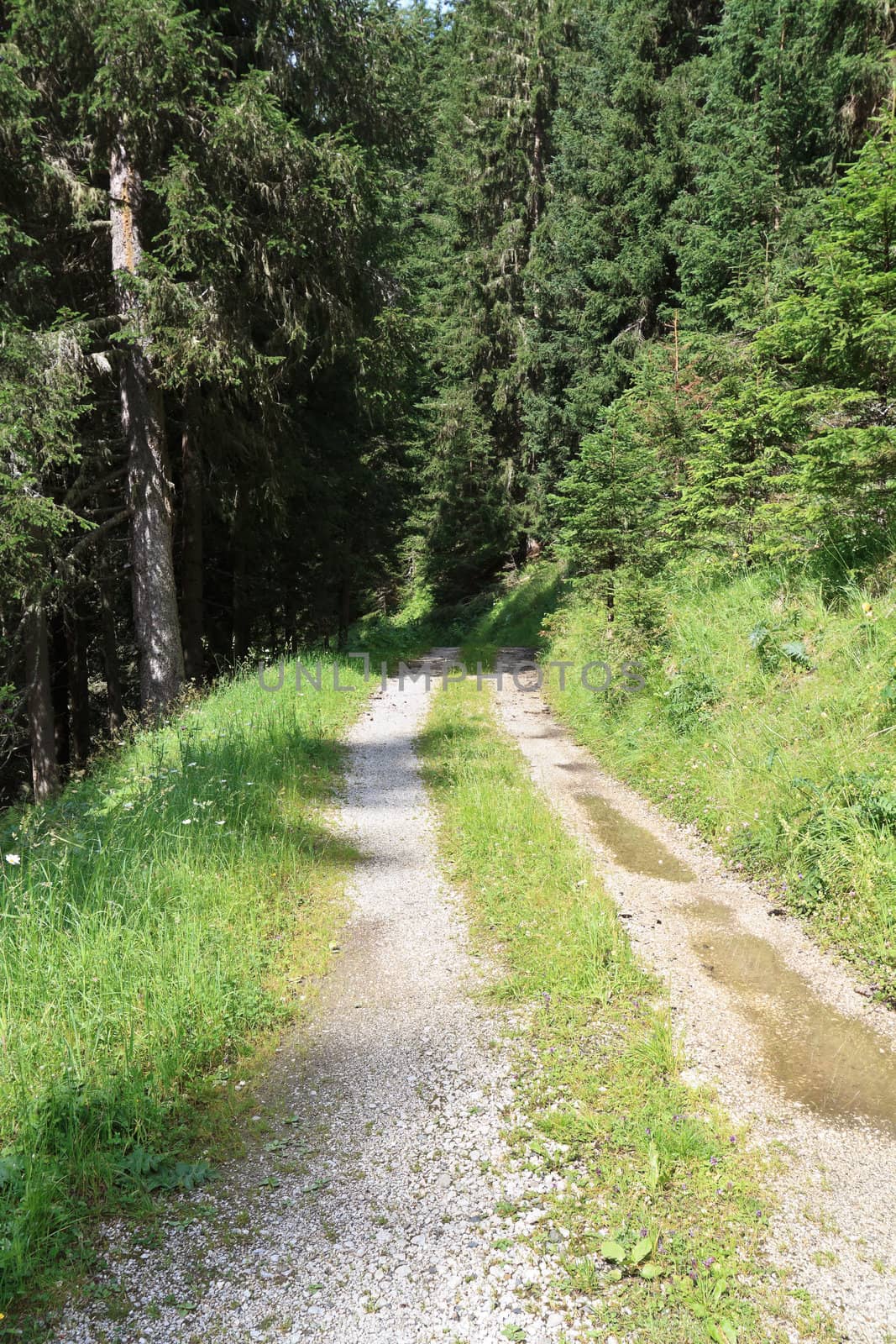 beautiful path between trees in Italian Alps