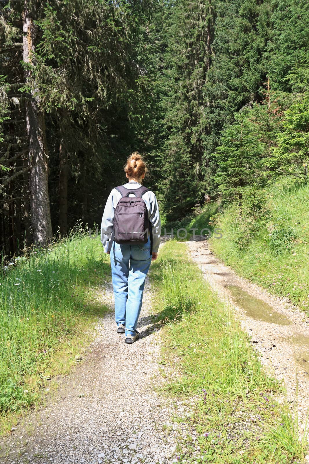 hiker is walking on a path between trees in Italian Alps