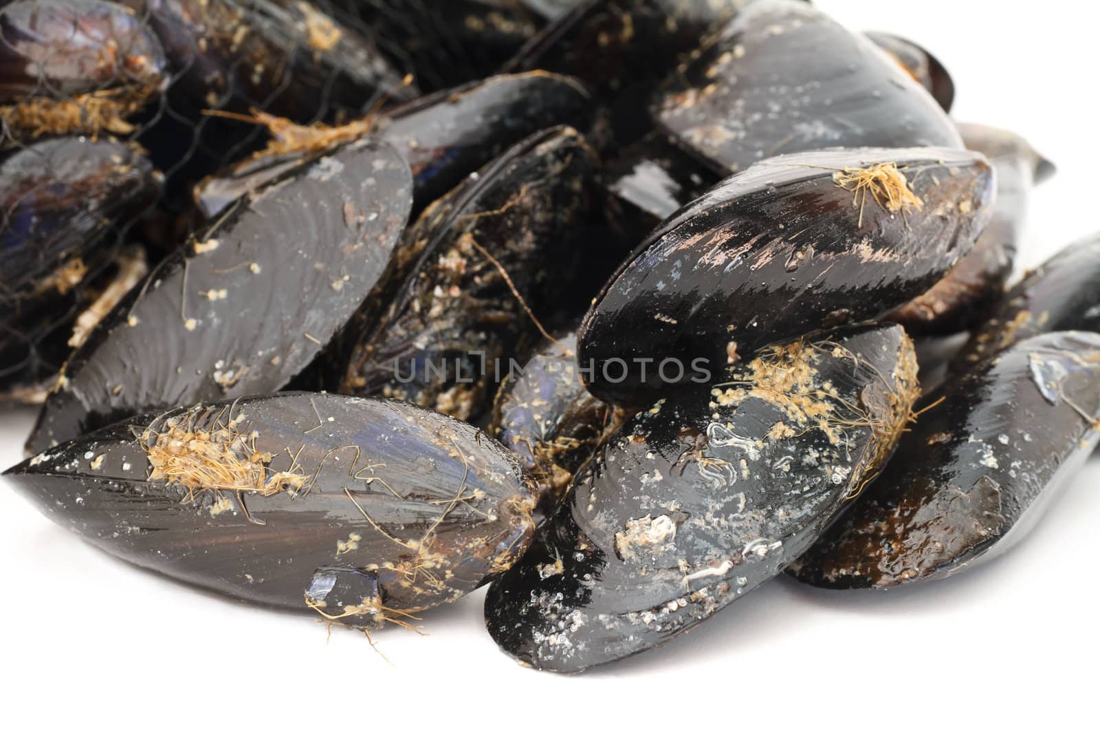 detail of fresh mussels over white background