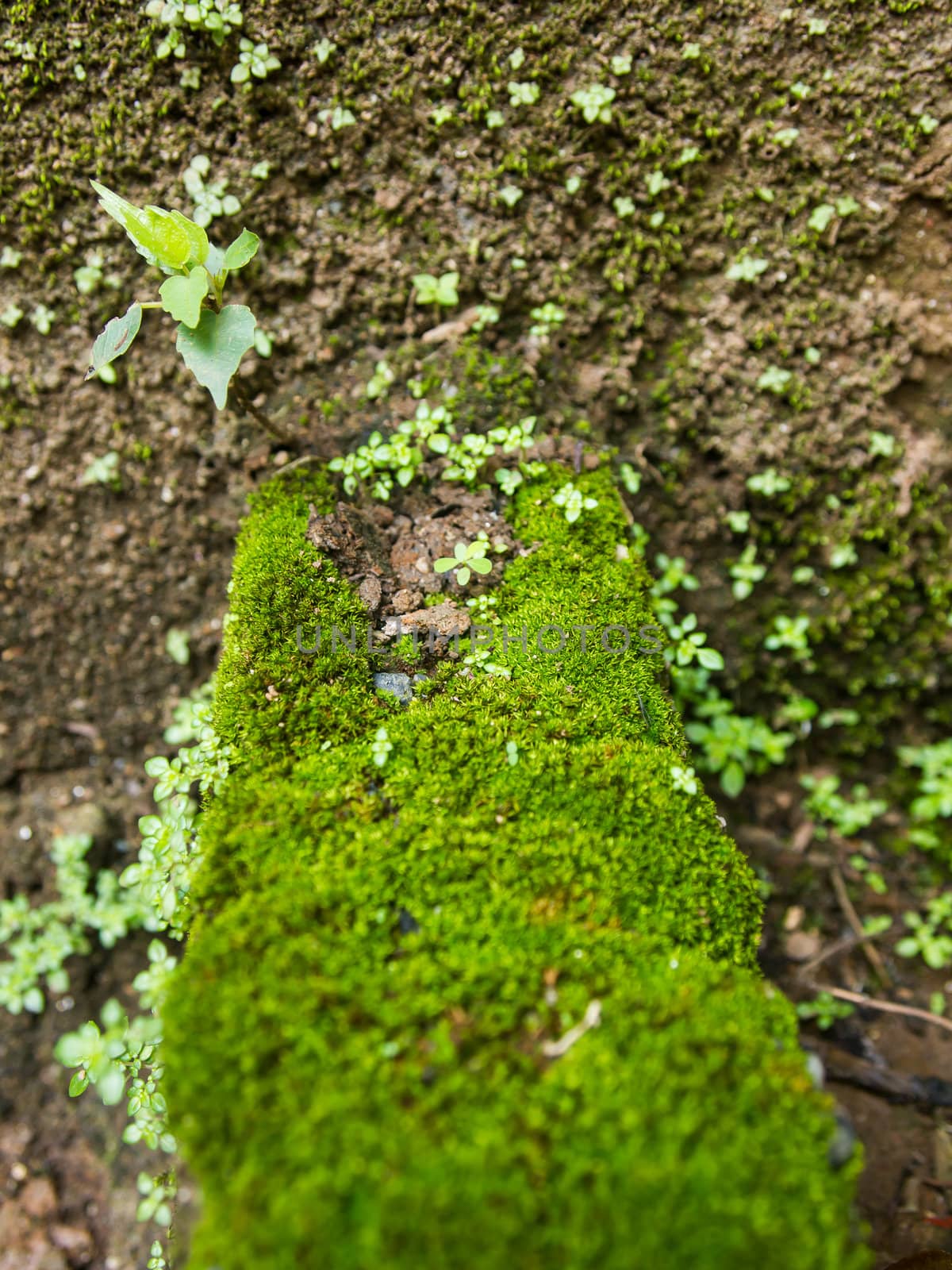 Green moss on stone