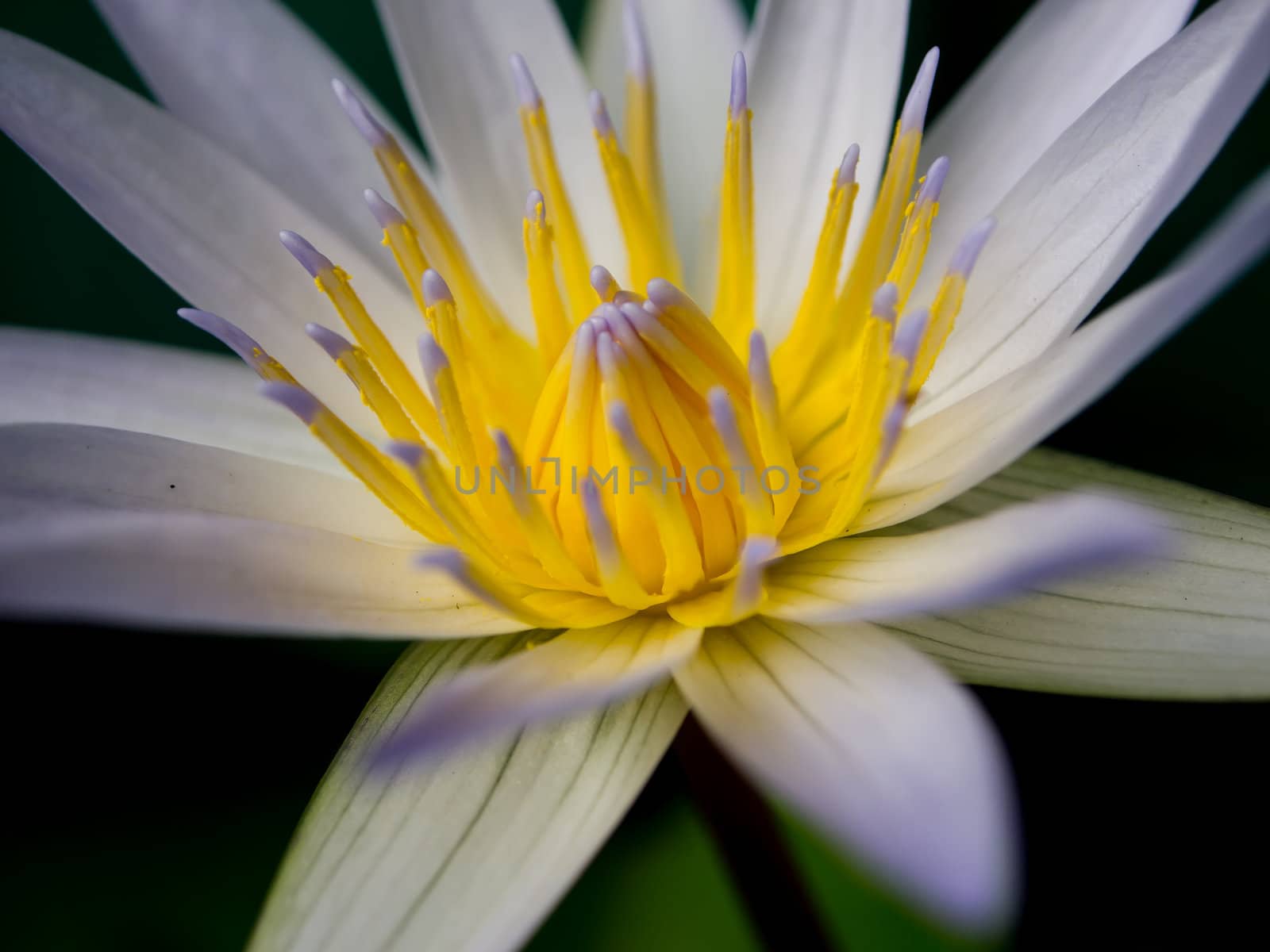 White lotus2 by gjeerawut