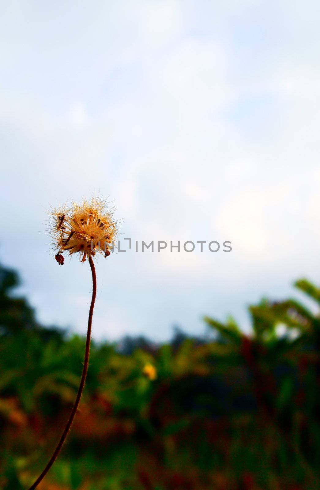 The dandelion by gjeerawut
