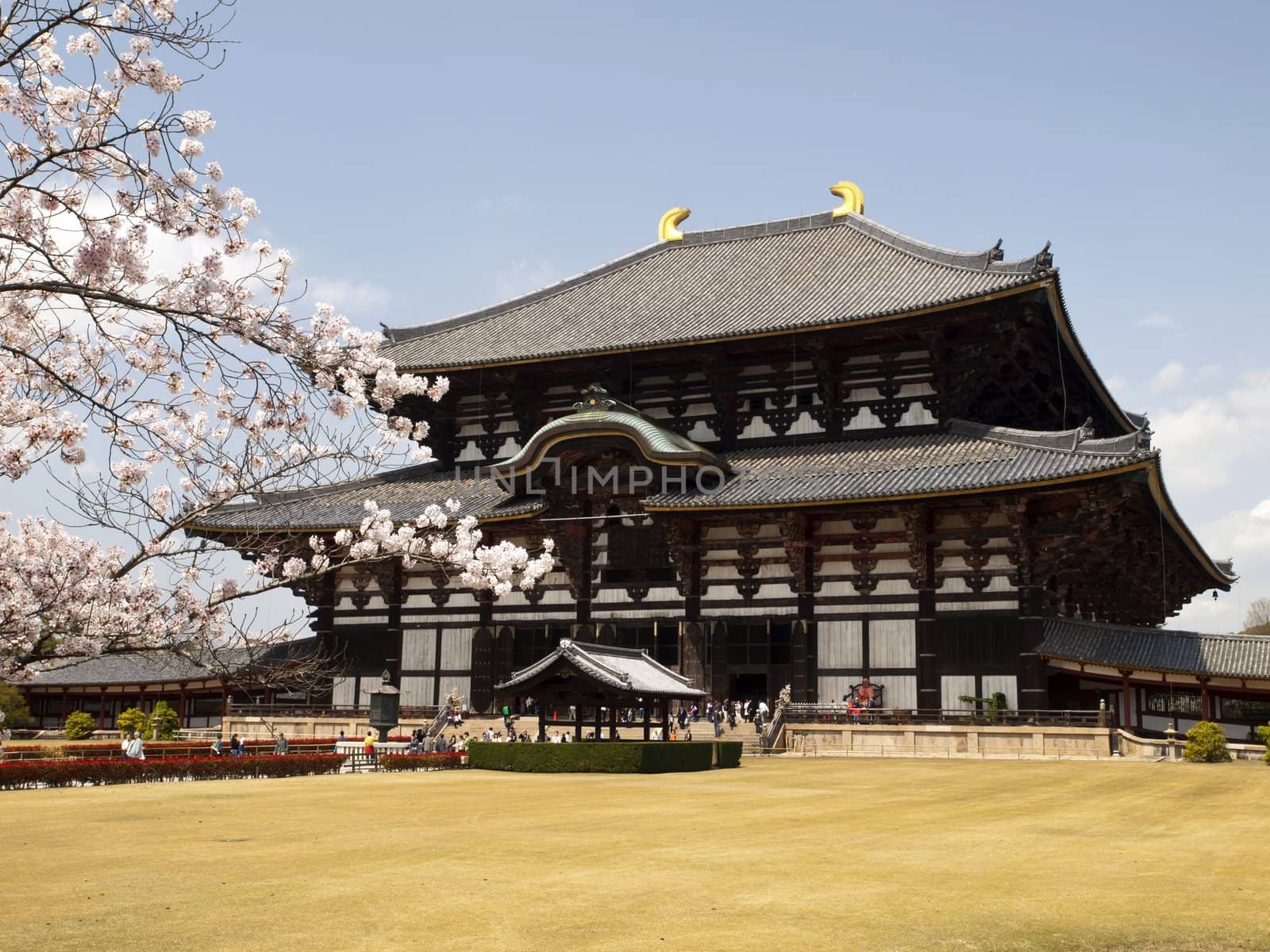 Main Hall of Todaiji Temple in Nara, Japan during Cherry Blossom season.