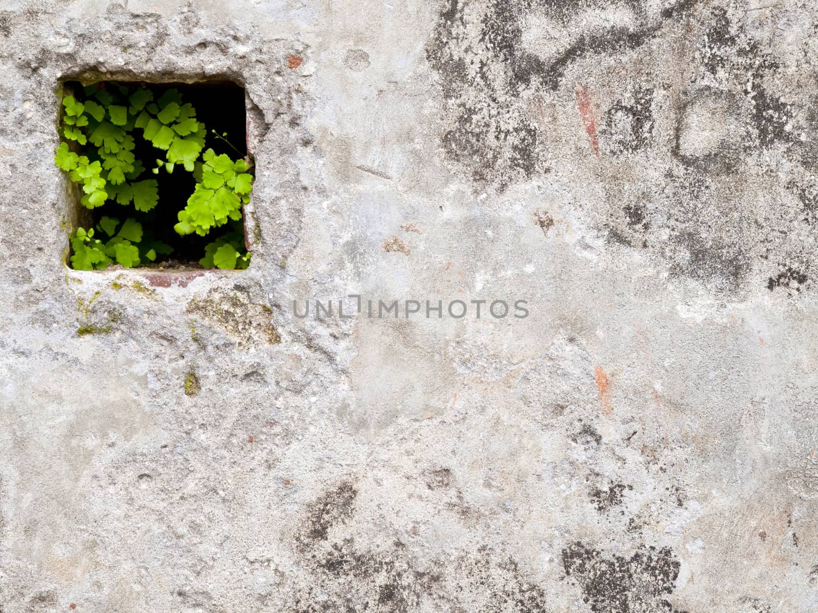 Little plant growing in the hole of wall
