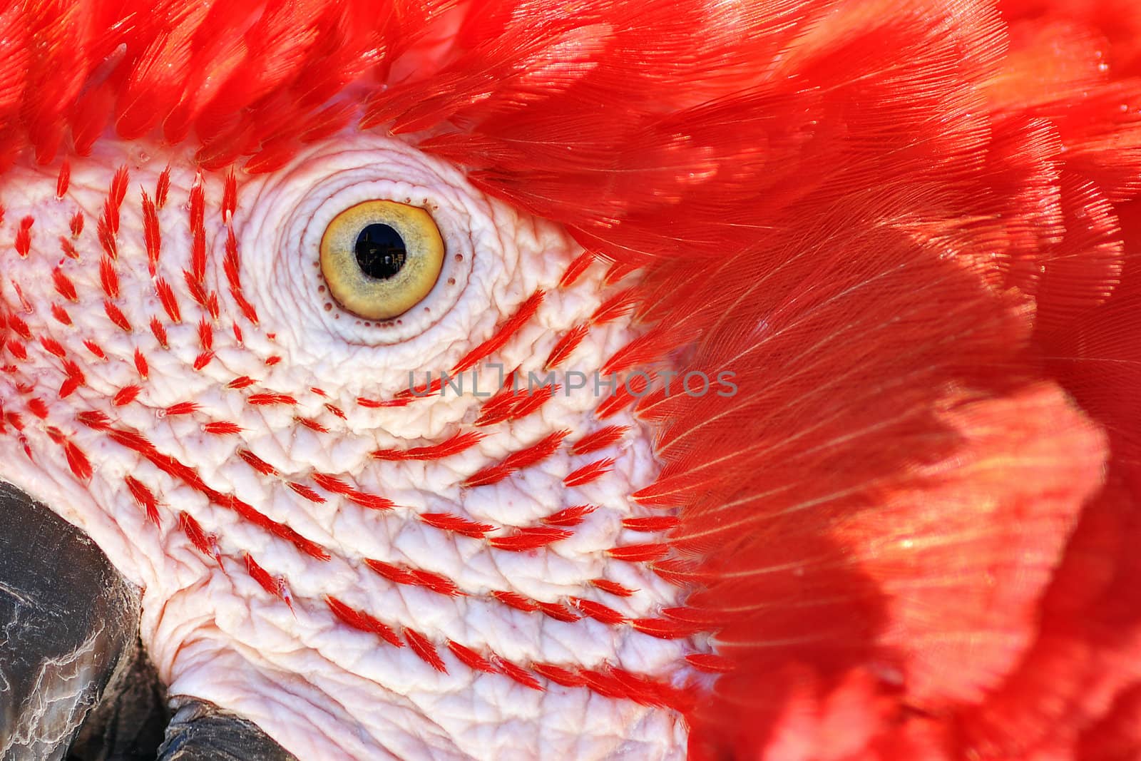 A closeup of the face of a scarlet macaw.