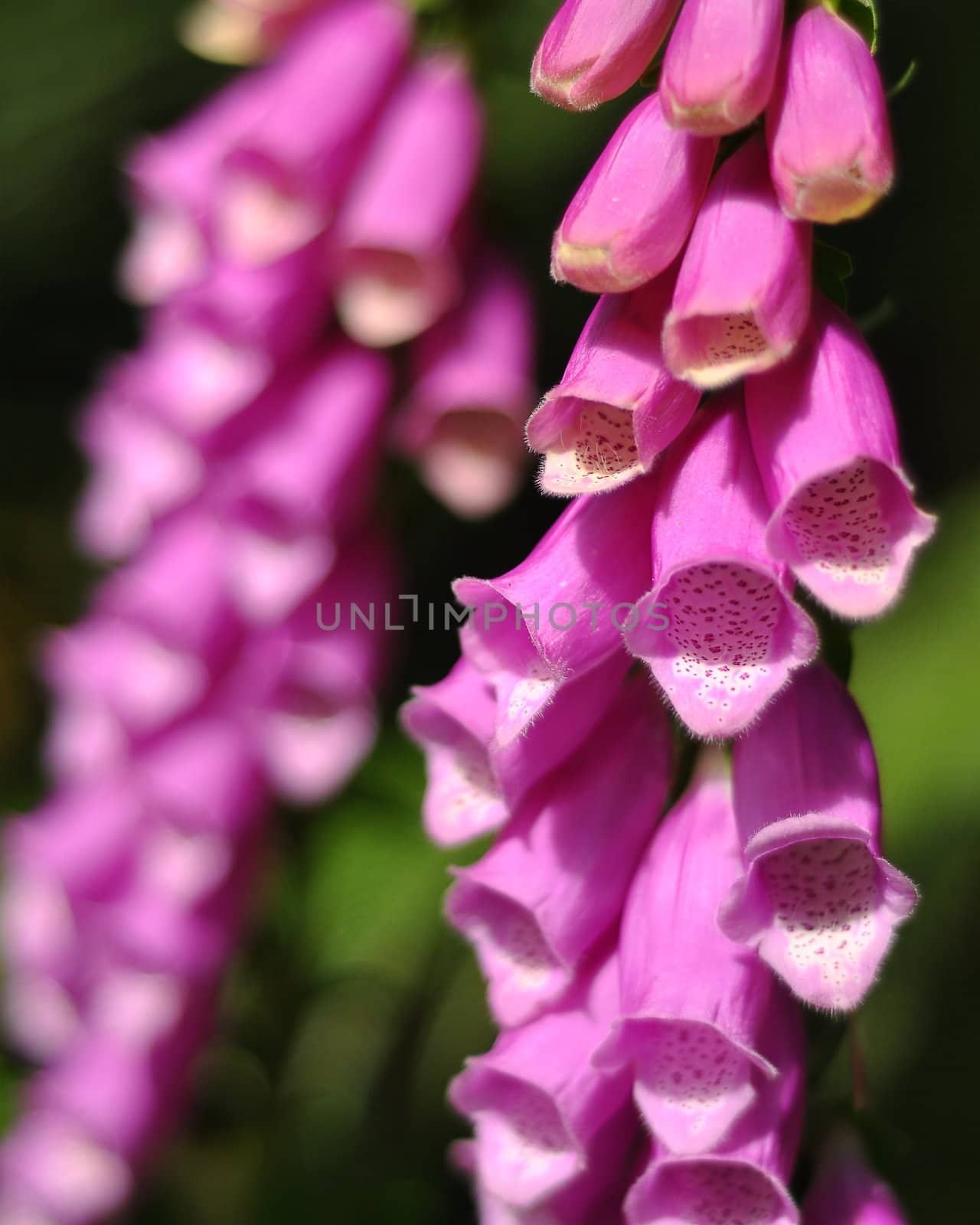 Foxglove flowers, in focus on the right and out of focus on the left.