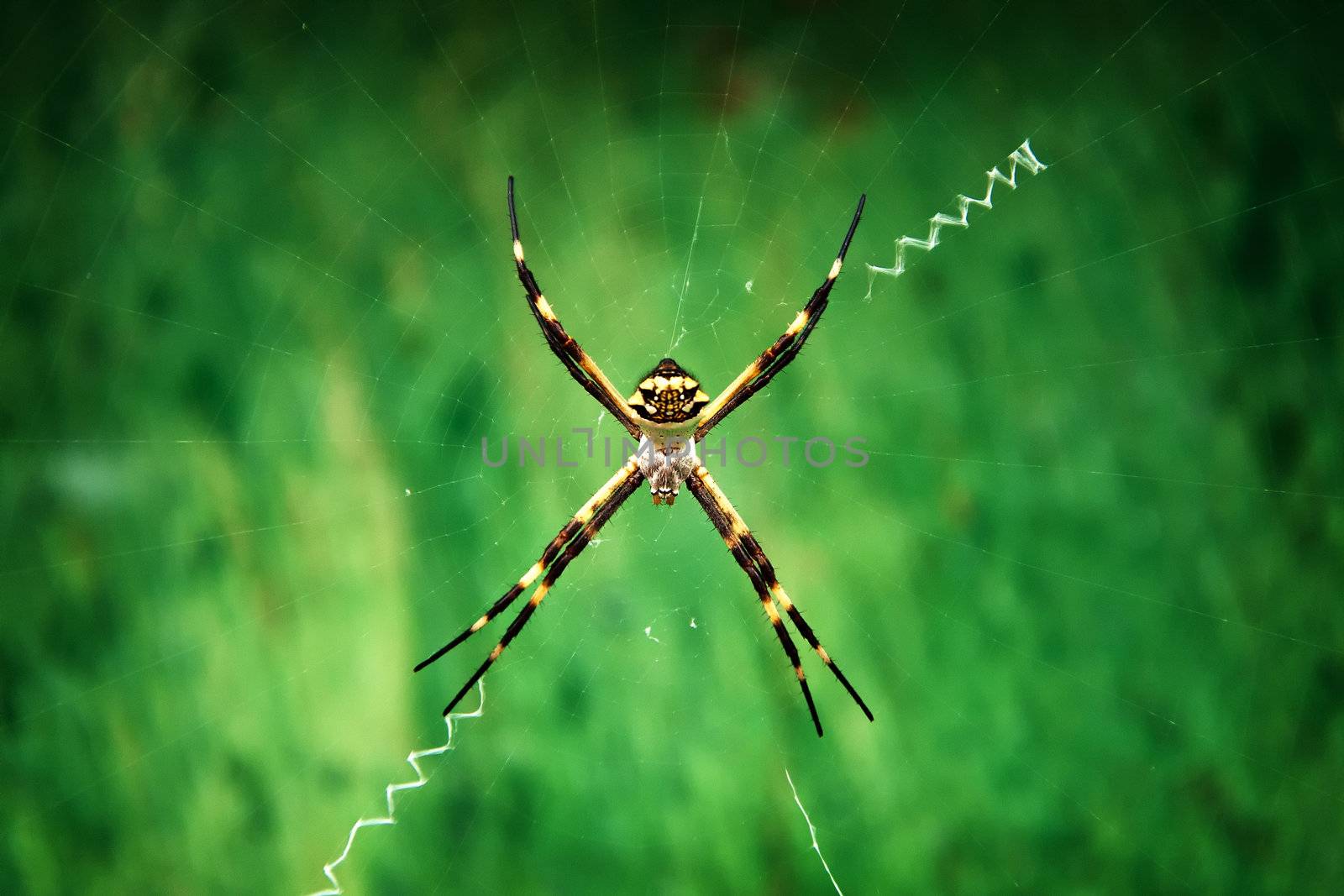 A closeup shot of an Argiope Argentata on a green background.