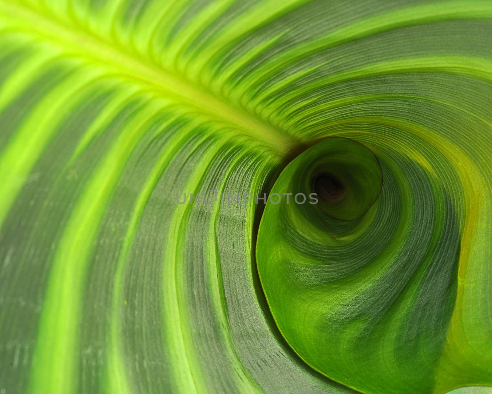 A broad two toned leaf spiraling to the center.
