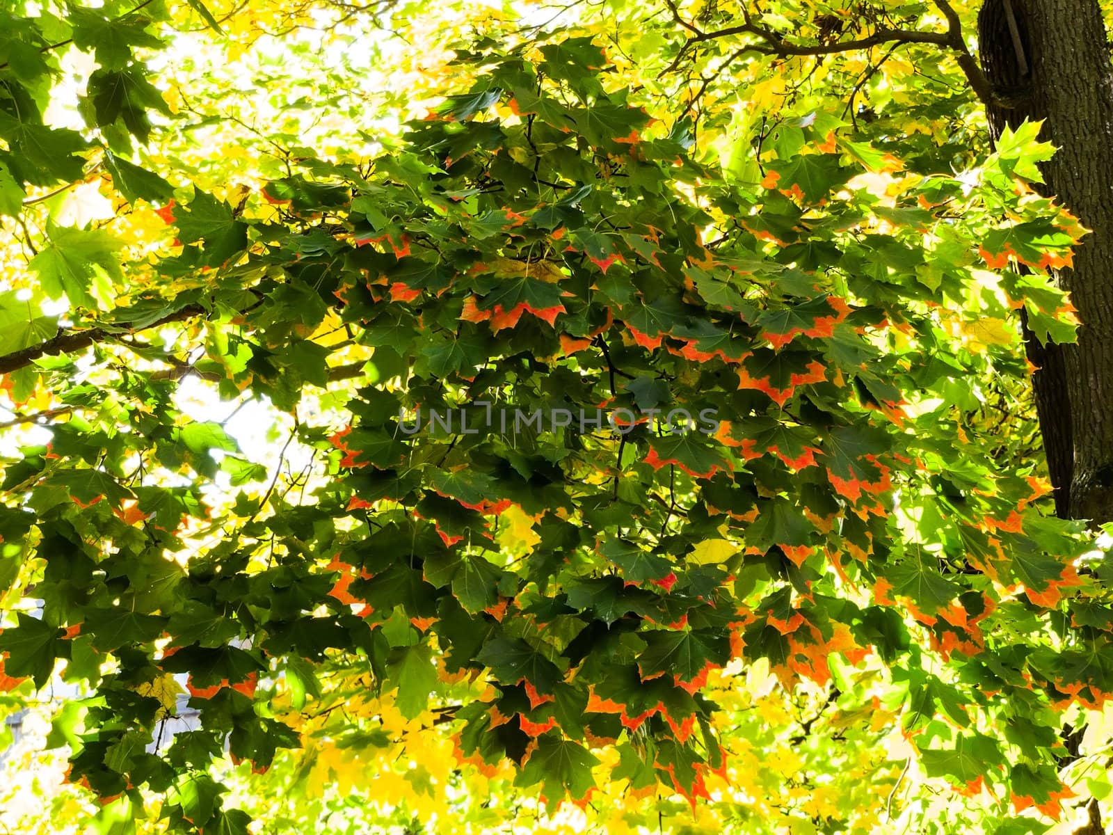 branch of autumn maple leaves with orange edges