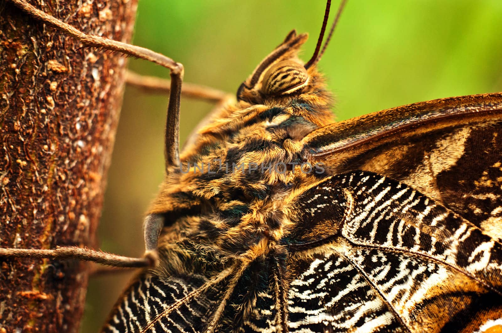 A macro shot of a giant owl butterfly.
