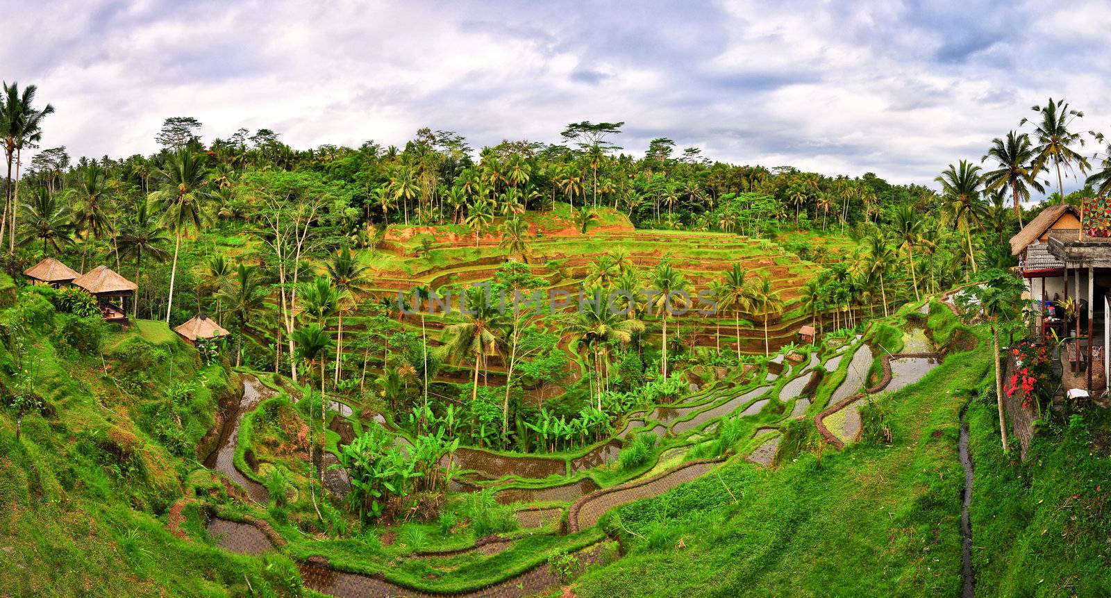 Balinese green rice fields terrace panorama, Bali, Indonesia