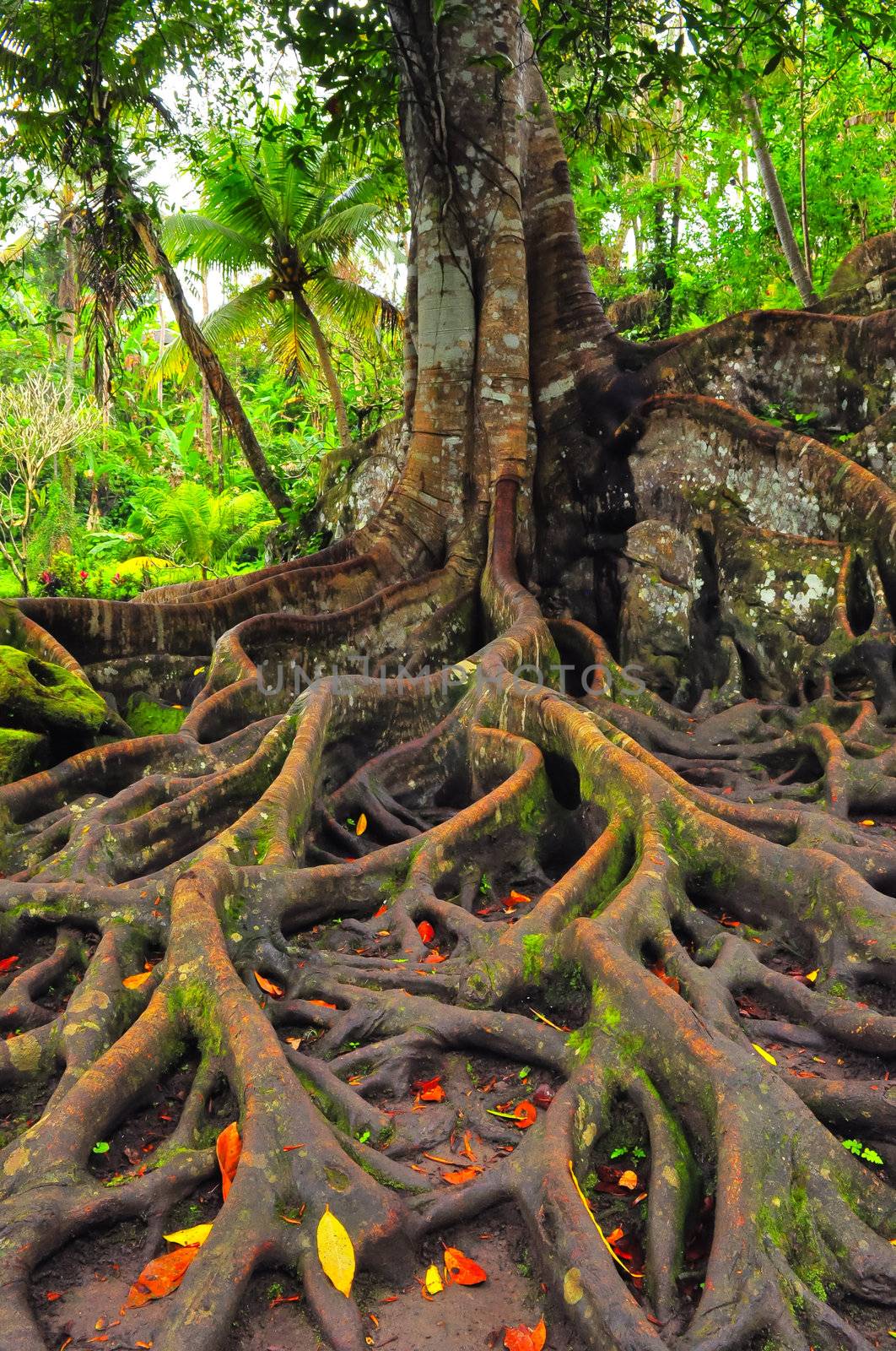 Forest tree with roots and green leaves, close up detail