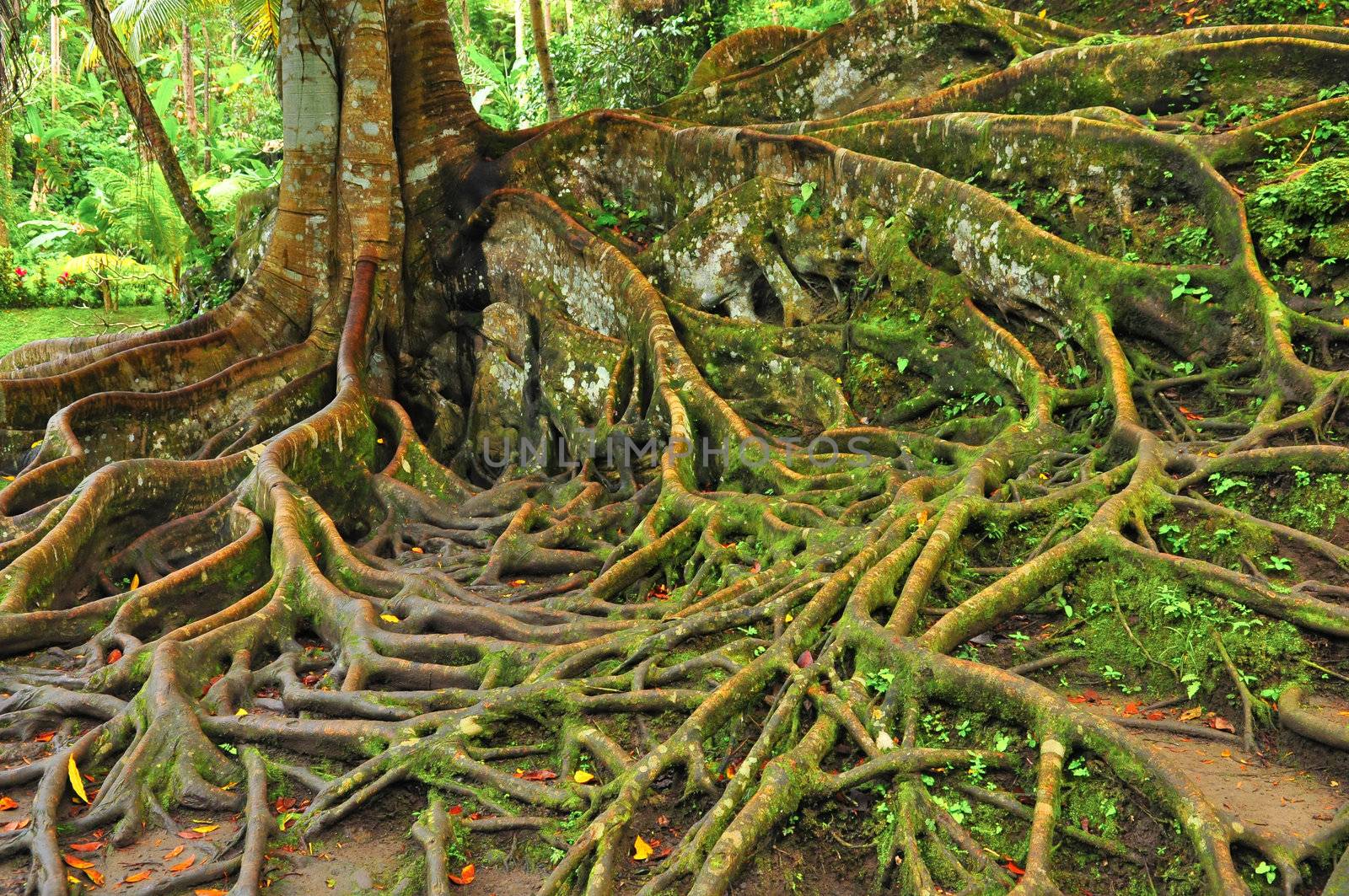 Forest tree with roots and green leaves, close up detail