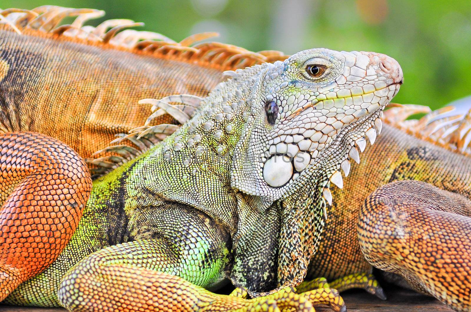 Colorful lizard close up detail, Bali, Indonesia