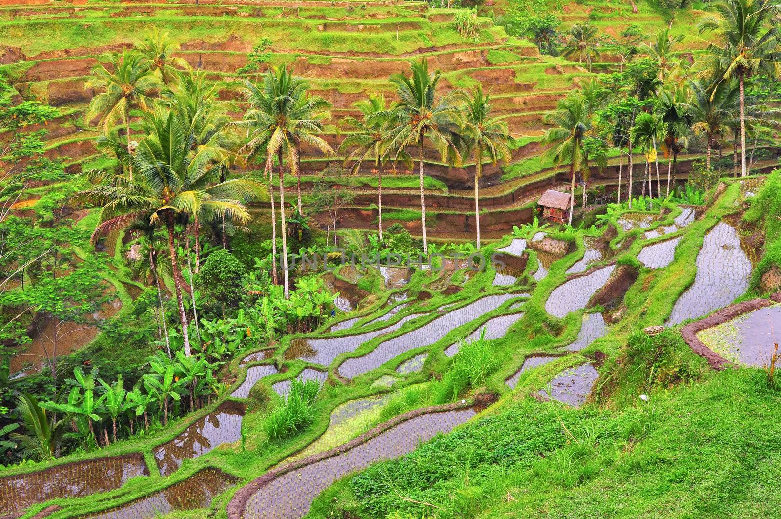 Balinese green rice fields terrace, Indonesia, Bali