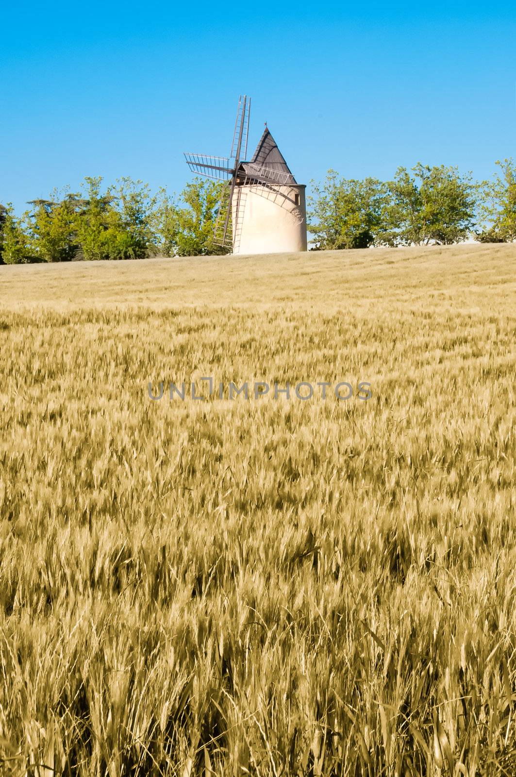 Barley and wheat field and windmill, blue sky background