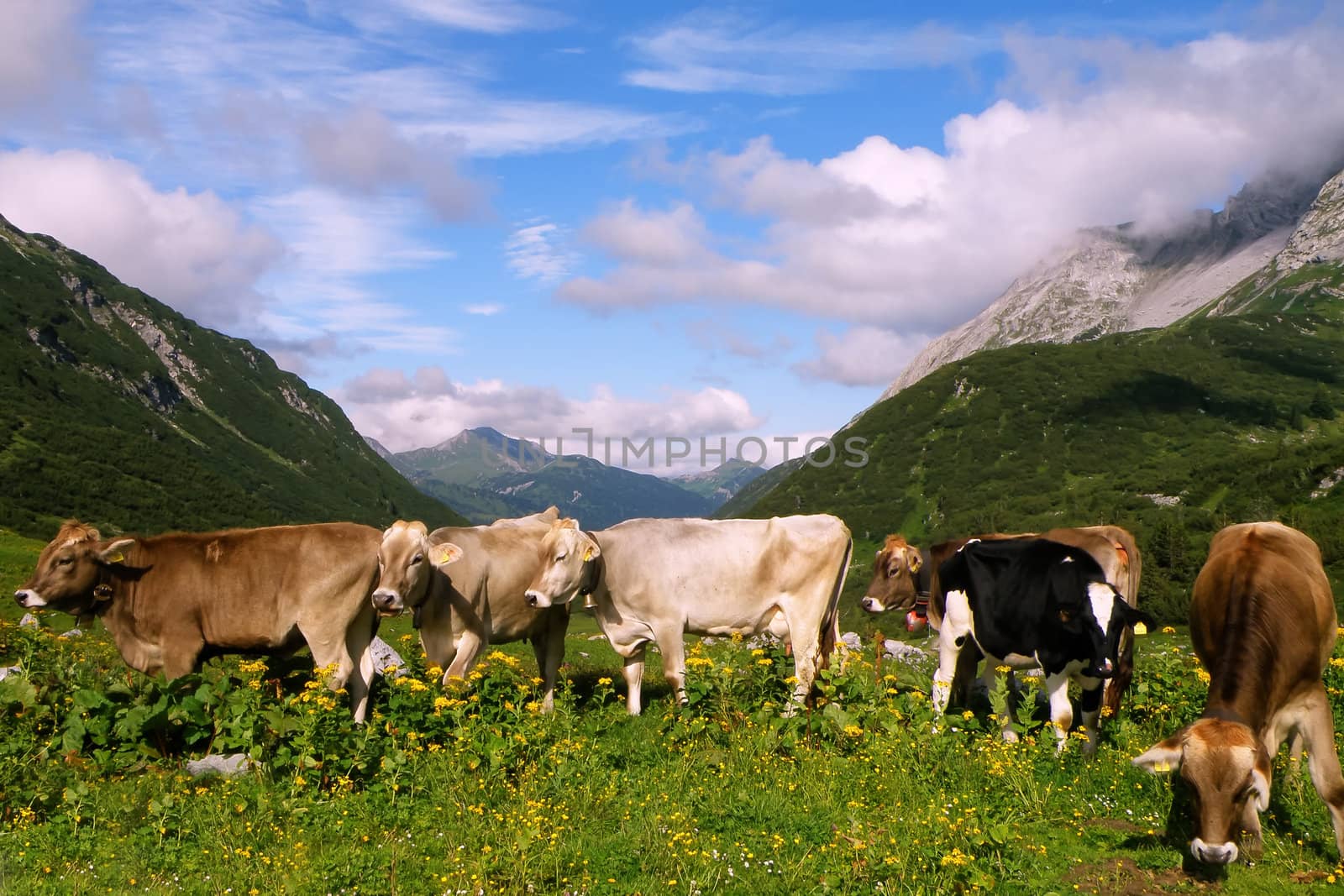 Cow in the meadow of Swiss Alps mountains by martinm303