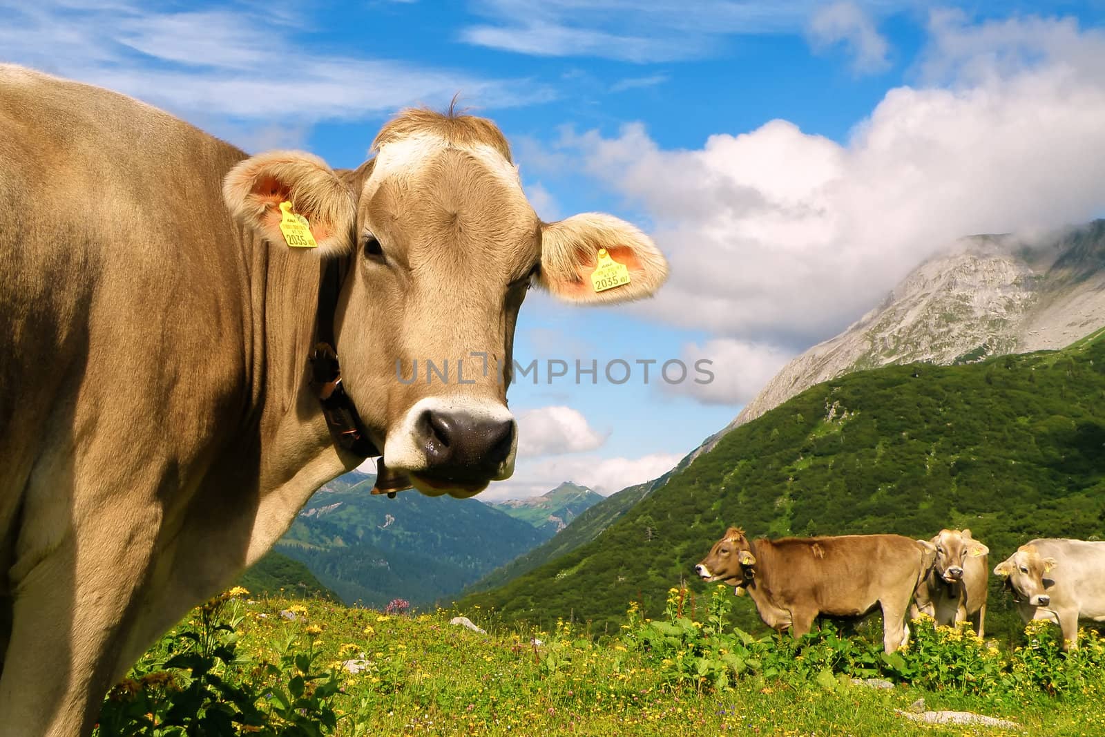 Cow in the meadow of Swiss Alps mountains, Switzerland