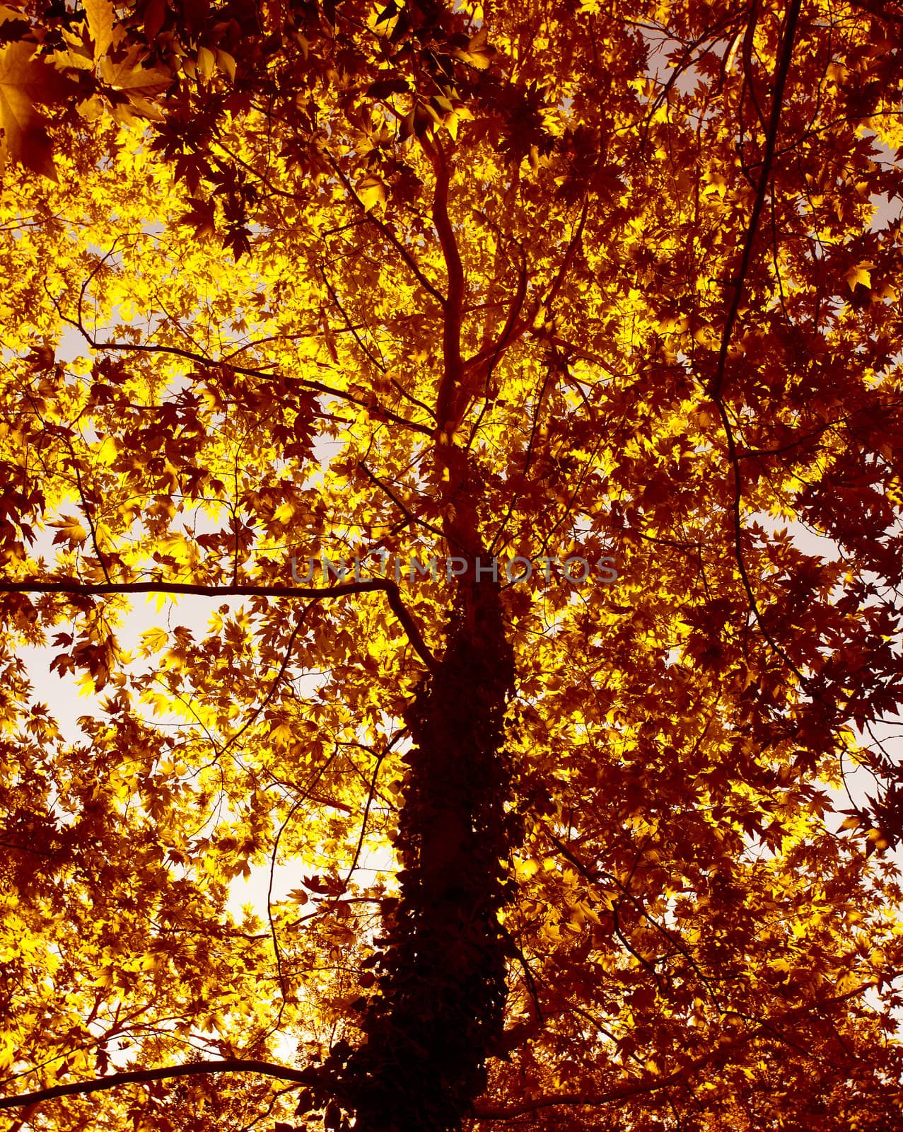 Autumn tree background by Anna_Omelchenko