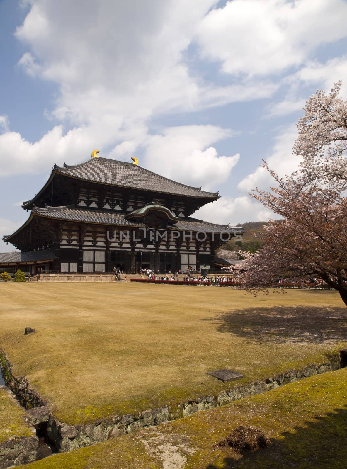 Main Hall of Todaiji Temple in Nara, Japan during Cherry Blossom season.