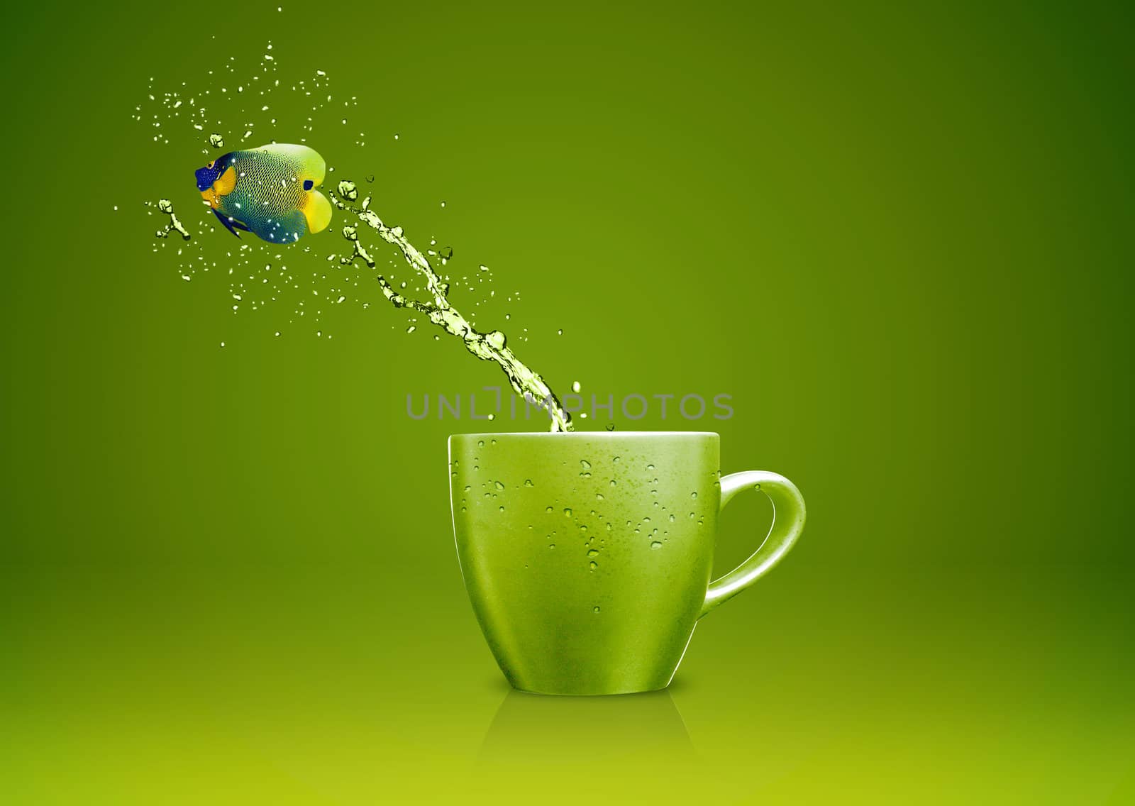 Angelfish jumping out of cup with water splashes and Acrobatic movement.
