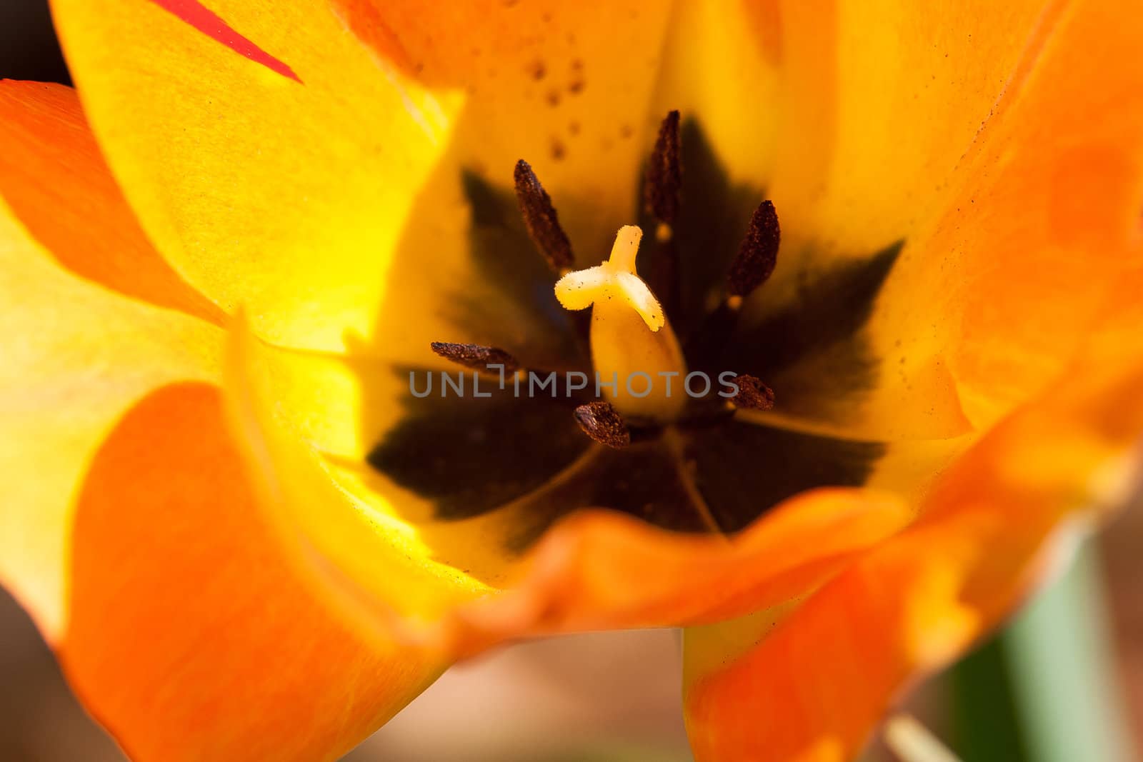 orange tulip by digidreamgrafix