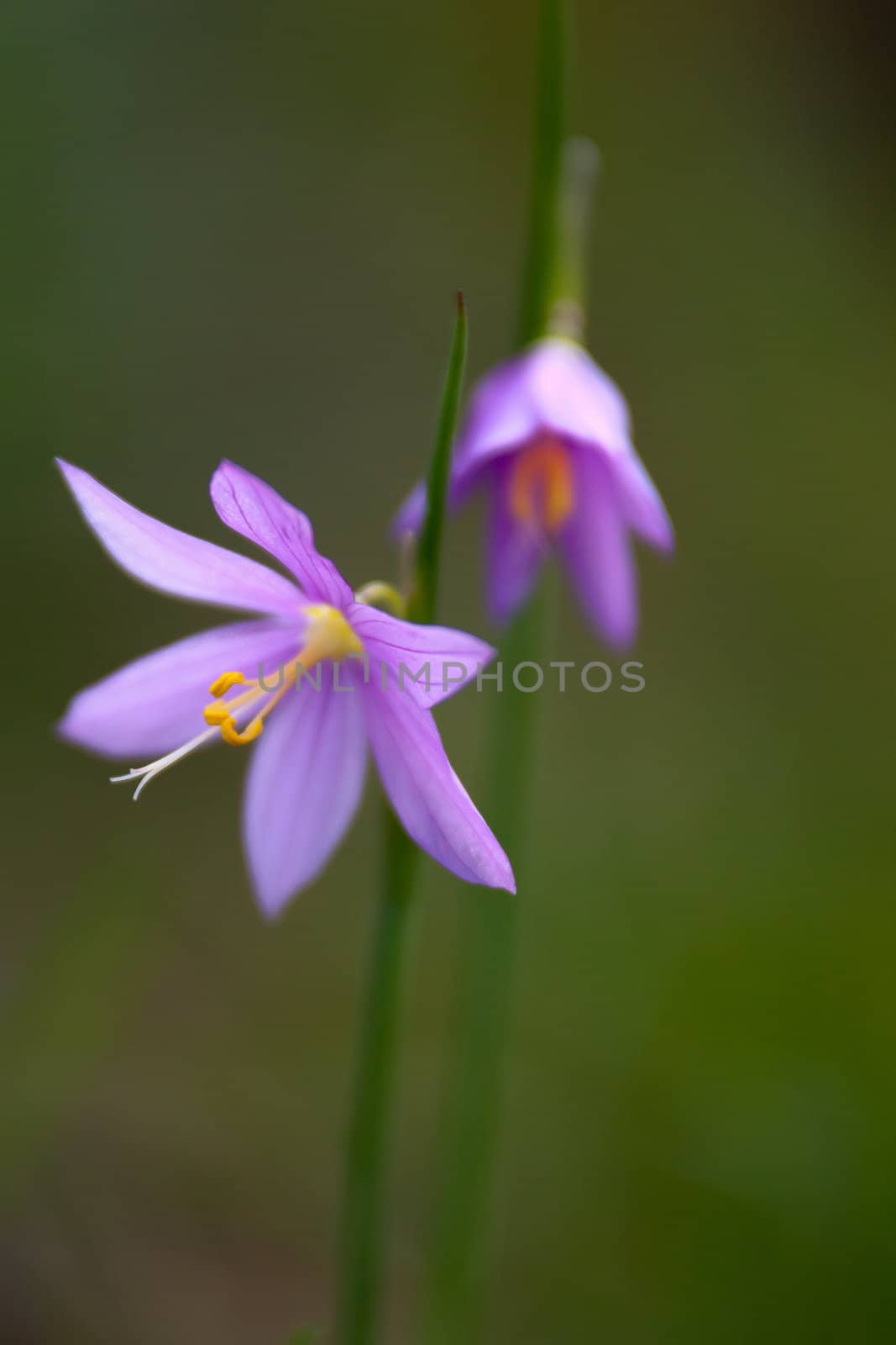 purple snowdrop flowers by digidreamgrafix