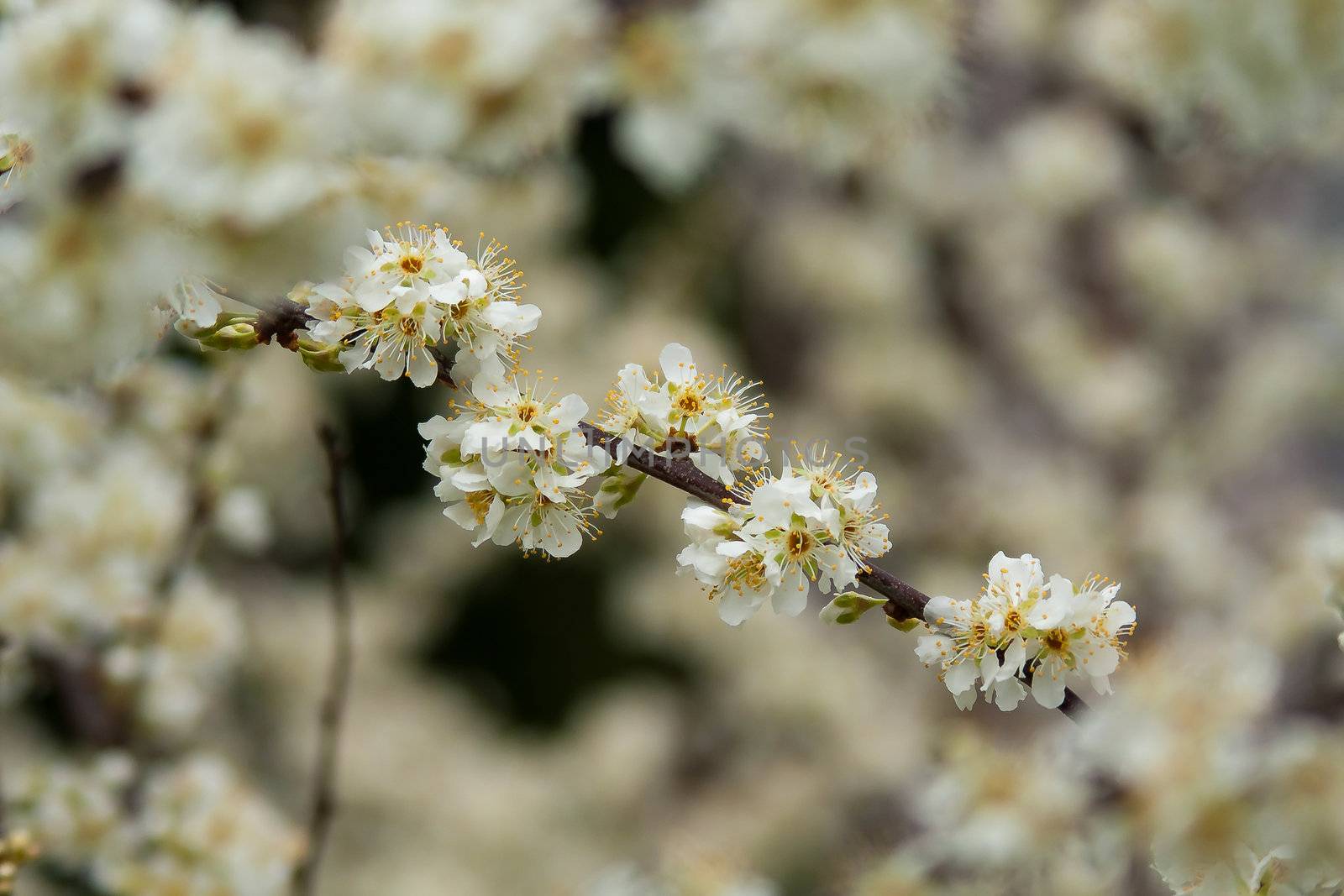 spring bloom







SONY DSC