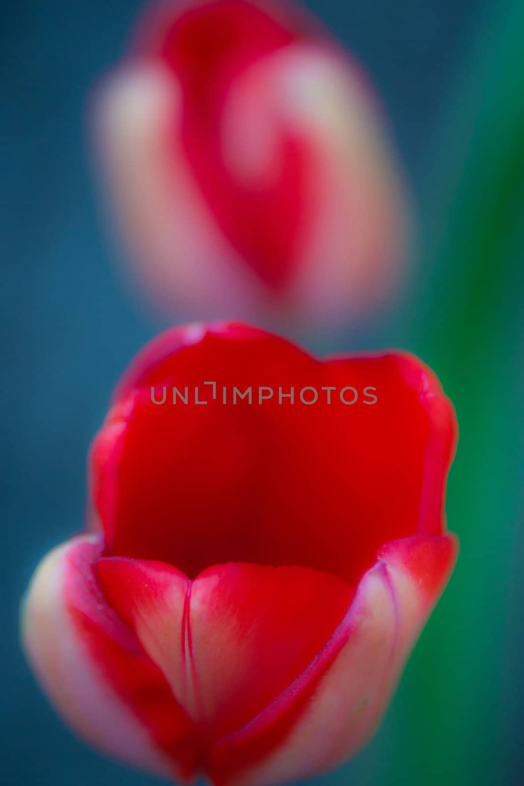 red tulips by digidreamgrafix