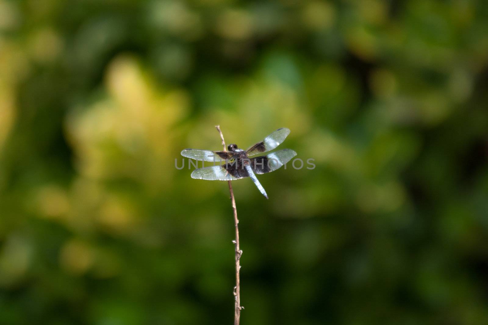 dragonfly by digidreamgrafix