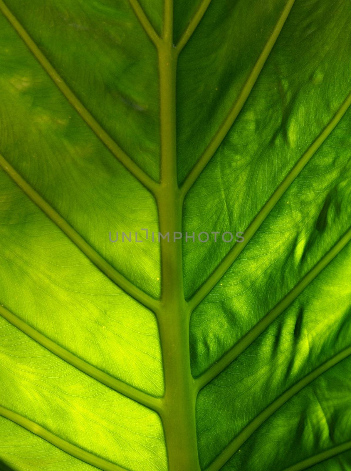 Background of Vibrant Color Tropical Green Leaf closeup