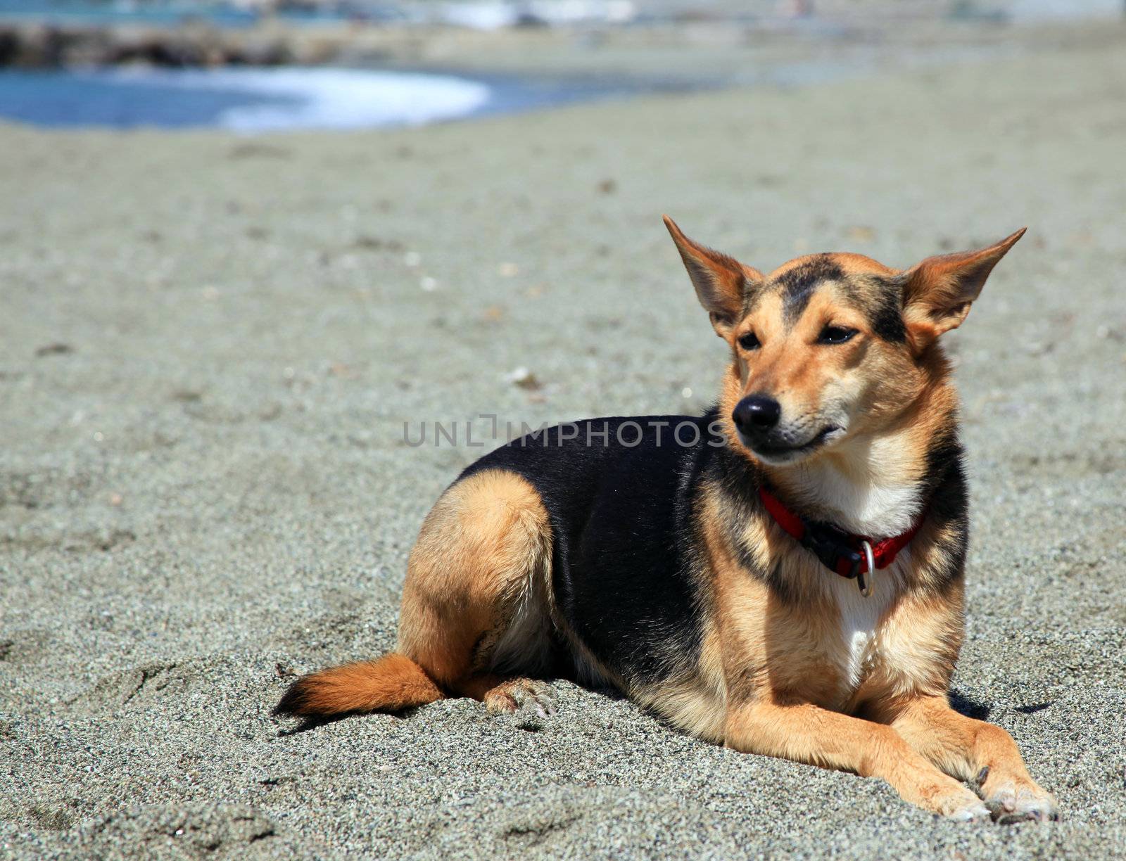 Dog on the beach by adrianocastelli