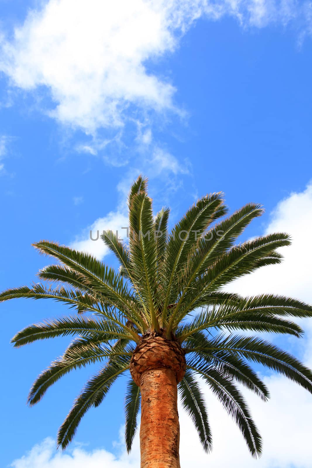 Palm on blue sky background by adrianocastelli