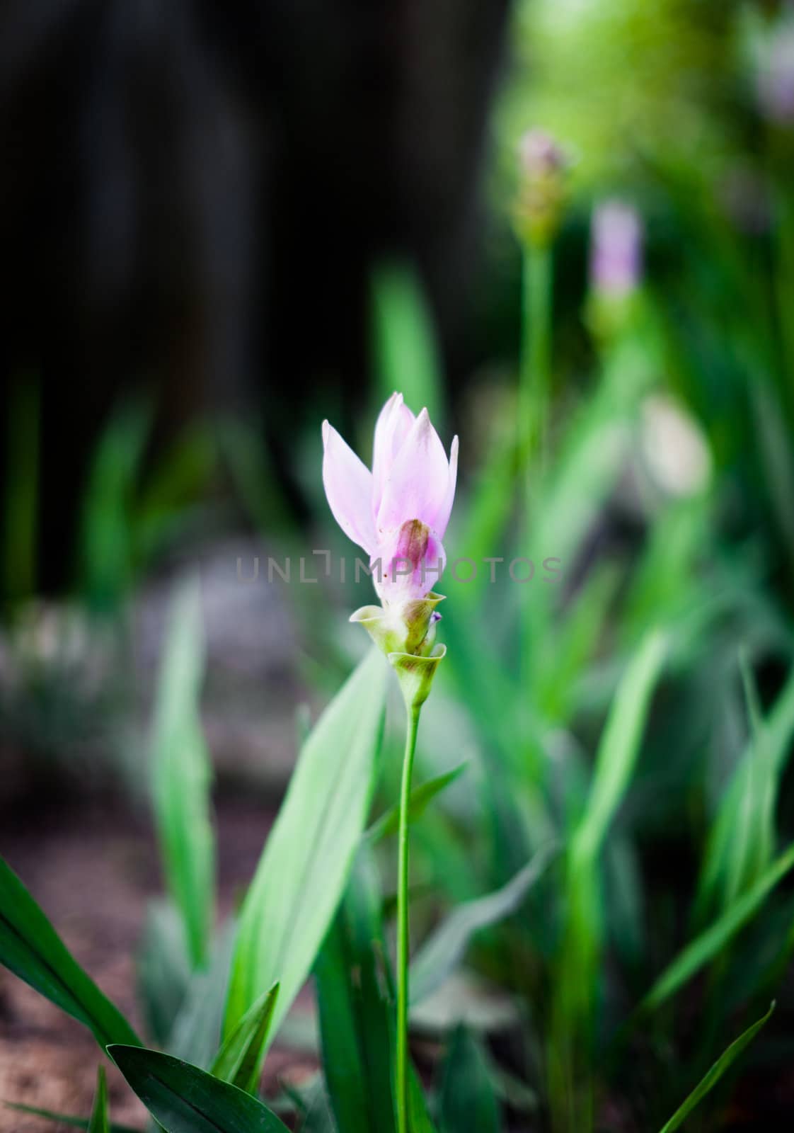 Closeup of Siam Tulip