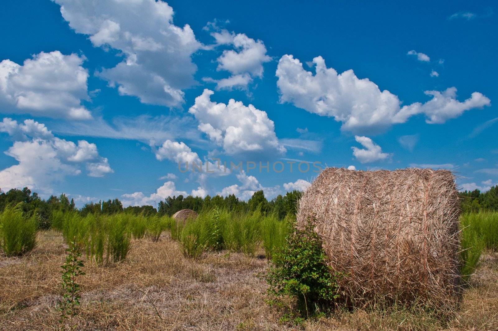 harvest field by digidreamgrafix