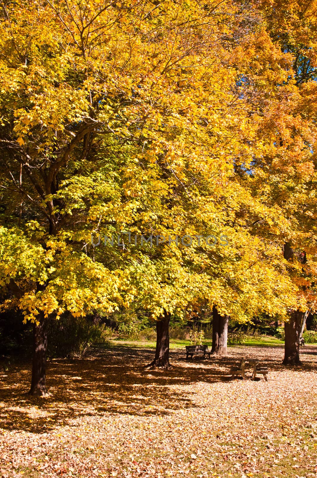 A view of brilliant fall foliage. by digidreamgrafix