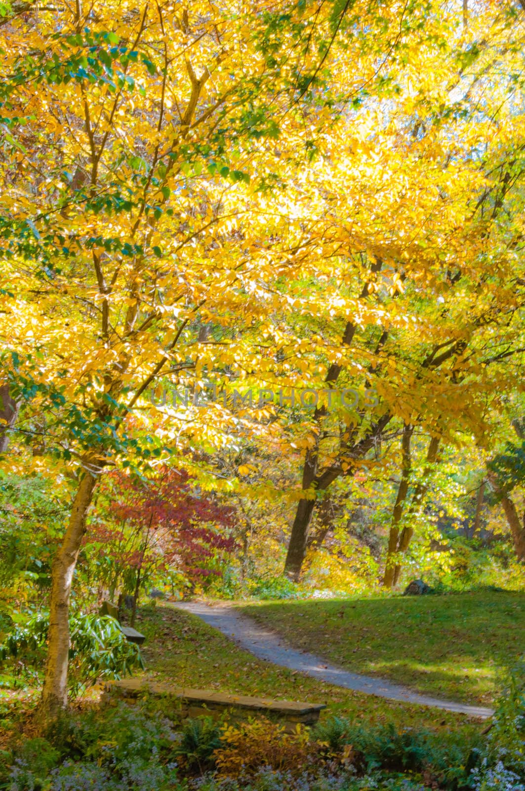 A view of brilliant fall foliage.