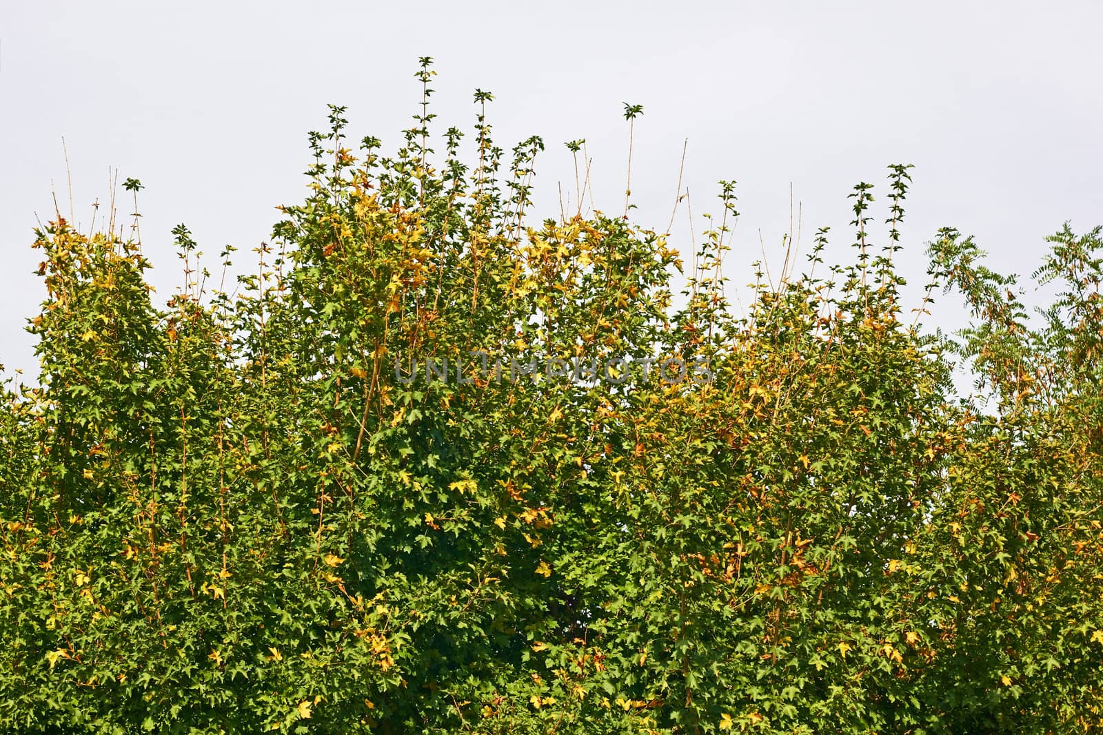 Tops of maple tree in the early autumn